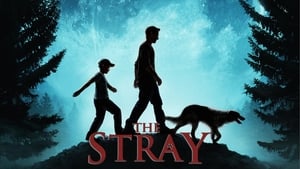 The Stray