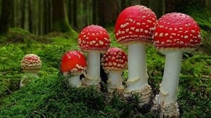 Fantastic Fungi